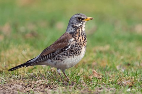 In breeding plumage... Juniper thrush (Turdus pilaris), well-known native songbird, thrush foraging