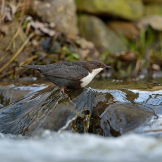 In the habitat... White-throated Dipper (Cinclus cinclus) hunts for insects and other food in the