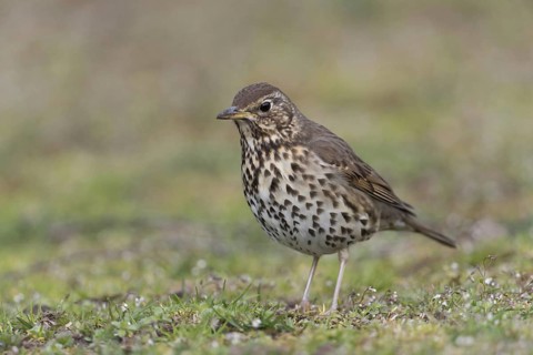 On the ground... Song thrush (Turdus philomelos), detailed close-up showing the typical