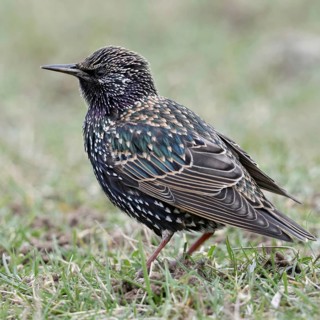 In the meadows of the Lower Rhine... Starling (Sturnus vulgaris) sitting on the ground in the