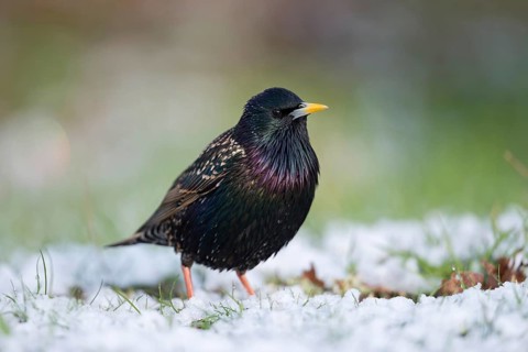 Suspicious... Starling (Sturnus vulgaris), well-known native, widespread songbird sits in a meadow