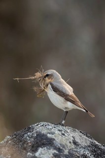 With nesting material in its beak... Wheatear (Oenanthe oenanthe), long-distance migrant, winters