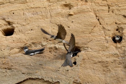 Hustle and bustle in the swallow colony... Sand martin (Riparia riparia), colony of sand martins in