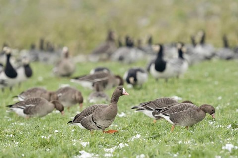 Flocks of geese... White-fronted geese (Anser albifrons), associated with white-fronted geese