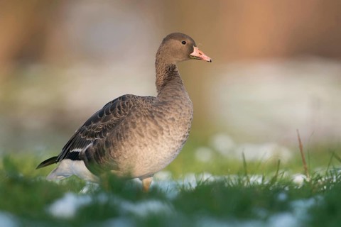 Young wild goose... White-fronted goose (Anser albifrons), this year's young bird in winter