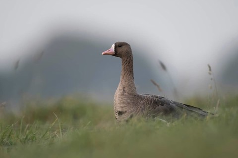 On the Lower Rhine... White-fronted goose (Anser albifrons), winter visitor, arctic wild goose in a