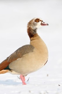 Egyptian goose (Alopochen aegyptiacus) in winter on the Lower Rhine, in the snow, standing on