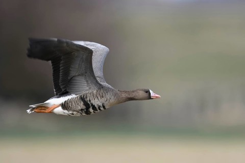 Fast flight... White-fronted goose (Anser albifrons) on the Lower Rhine, White-fronted geese, like
