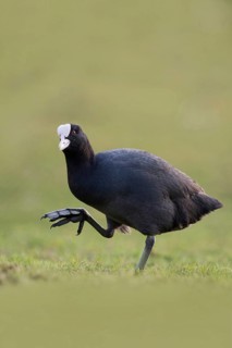 Show me your feet... Eurasian Coot (Fulica atra), coot runs over land, has to lift its large,