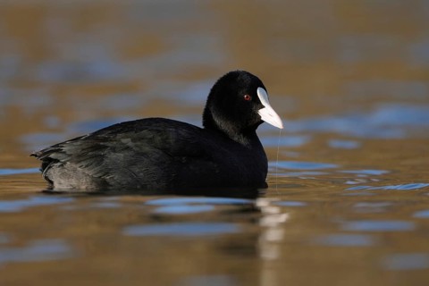 Pretty to look at... Eurasian Coot rail (Fulica atra) or coot, well-known conspicuous water bird,