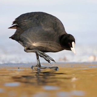 Temperature check... Eurasian Coot (Fulica atra), coot in winter, standing at an ice edge,