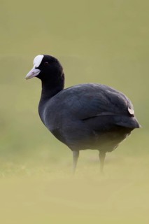 Eurasian Coot (Fulica atra) also called coot, typical and unmistakable is the white pallor, a horn
