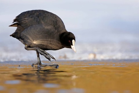 Temperature check... Coot (Fulica atra), common native water bird standing on a sheet of ice at the
