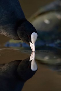 Eurasian Coot (Fulica atra) also called coot, typical and unmistakable is the white pallor, a horn