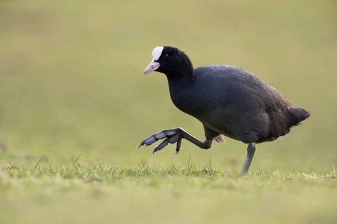 On the move on big feet... Coot (Fulica atra) walking across a meadow, low, natural-looking