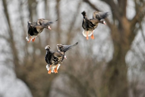 Flying in... White-fronted geese (Anser albifrons), arrival, arctic, northern wild geese fly in,
