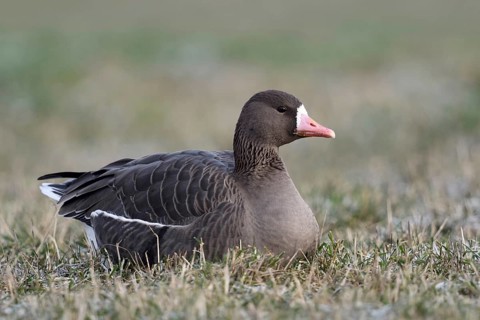 Resting in the grass... White-fronted goose (Anser albifrons), single wild goose resting, lying on