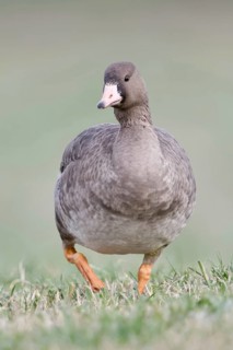 White-fronted goose (Anser albifrons), arctic wild goose, wintering guest on the Lower Rhine, young