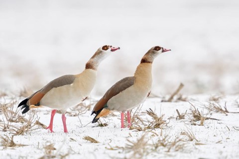 Egyptian goose (Alopochen aegyptiacus), Egyptian geese in the snow, pairs in winter, show typical
