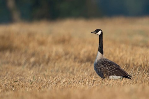 On the stubble field... Kanda goose (Branta canadensis), now widespread almost worldwide and also