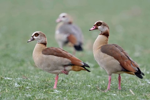 Travelling together... Nile goose, Nile geese (Alopochen aegyptiacus), presumably a family, the