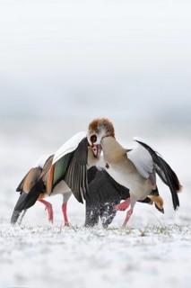 Nile goose, Nile geese (Alopochen aegyptiacus) in winter, snow, in fierce, hard fight, territorial