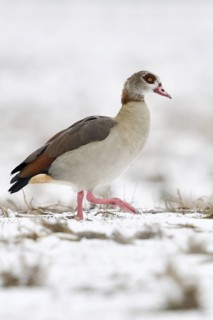 Egyptian goose (Alopochen aegyptiacus), invasive, conspicuous animal species in Europe, does well