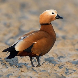 Newcomer... Ruddy-headed goose (Tadorna ferruginea) on a field in winter, beautifully marked wild