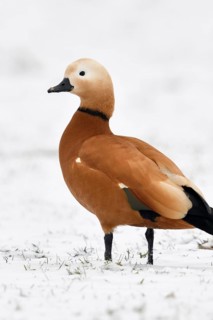 Ruddy-headed goose (Tadorne casarca) in the snow, wild goose, invasive species in Europe, wintering