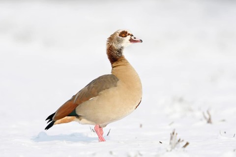 Egyptian goose (Alopochen aegyptiacus) in winter on the Lower Rhine, in the snow, standing on