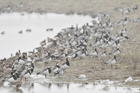 Wintering Nordic wild geese, arctic geese, especially barnacle geese (Branta leucopsis), resting