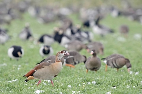 Nile goose (Alopochen aegyptiacus), in winter, invasive species in Western Europe, roosts together