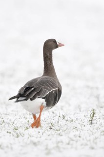 Up and away... White-fronted goose (Anser albifrons) gives the observer the cold shoulder, runs