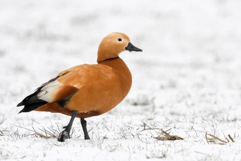 In the snow... Ruddy-headed goose (Tadorna ferruginea) walking across a field, Ruddy-headed geese