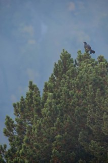 During the autumn mating season... Black grouse (Lyrurus tetrix) in its natural habitat, perched,