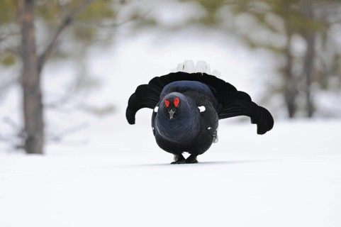 Self-confident... Black grouse (Lyrurus tetrix), black grouse, dominant cock enters the mating