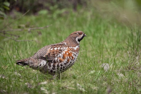 Little shy forest bird... Hazel grouse (Tetrastes bonasia), very rare wild chicken, native to