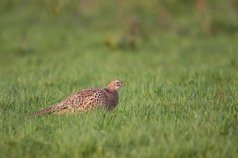 On the meadows of the Lower Rhine... Pheasant hen (Phasianus colchicus), female hunting pheasant