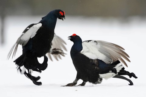 Black grouse (Lyrurus tetrix) Black grouse in winter in the snow, male black grouse fight, argue,