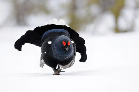 The entrance... Black grouse (Lyrurus tetrix), black grouse, dominant black grouse enters the