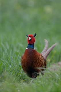 Curiosity... Hunting pheasant (Phasianus colchicus), proud pheasant cock in young grain, frontal,