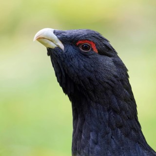 Detailed close-up... Capercaillie (Tetrao urogallus, head portrait, probably one of the most