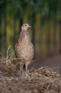 Pheasant on the lookout... Hunting pheasant (Phasianus colchicus) standing on a mound of straw at
