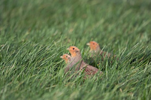 Grey partridges (Perdix perdix), small group, crouching in green grass, in a field in young winter