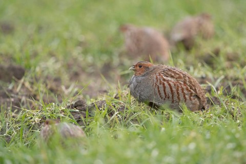 Highly endangered... Grey partridge (Perdix perdix), group of grey partridges, chain of partridges