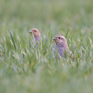In the winter wheat... Grey partridge (Perdix perdix), two partridges sticking their heads out of