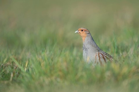 Vigilant... Grey partridge (Perdix perdix), partridge during the mating season, stretches high out