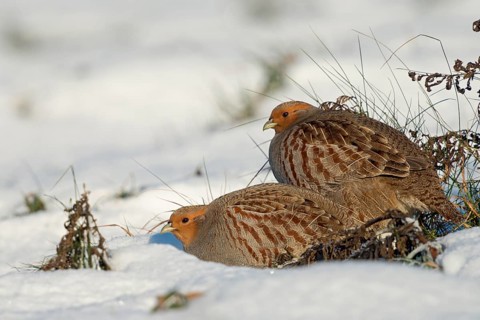 In pairs... Partridge (Perdix perdix), partridge pair, couple in winter, sitting, perching on a