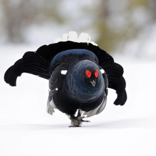 The entrance... Black grouse (Lyrurus tetrix), black grouse, dominant black grouse enters the