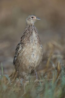 On the move in a hurry... Pheasant (Phasianus colchicus), young bird creeping, running through a
